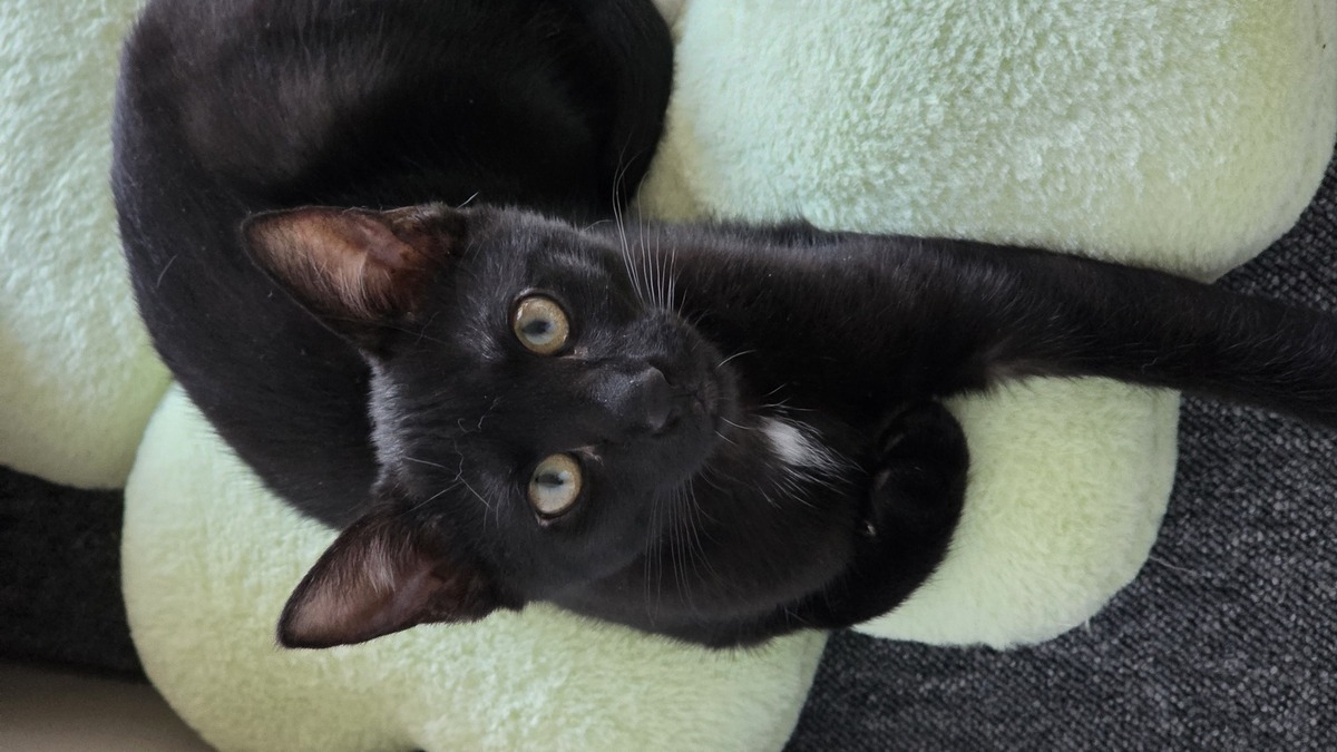 Adoption Balkis