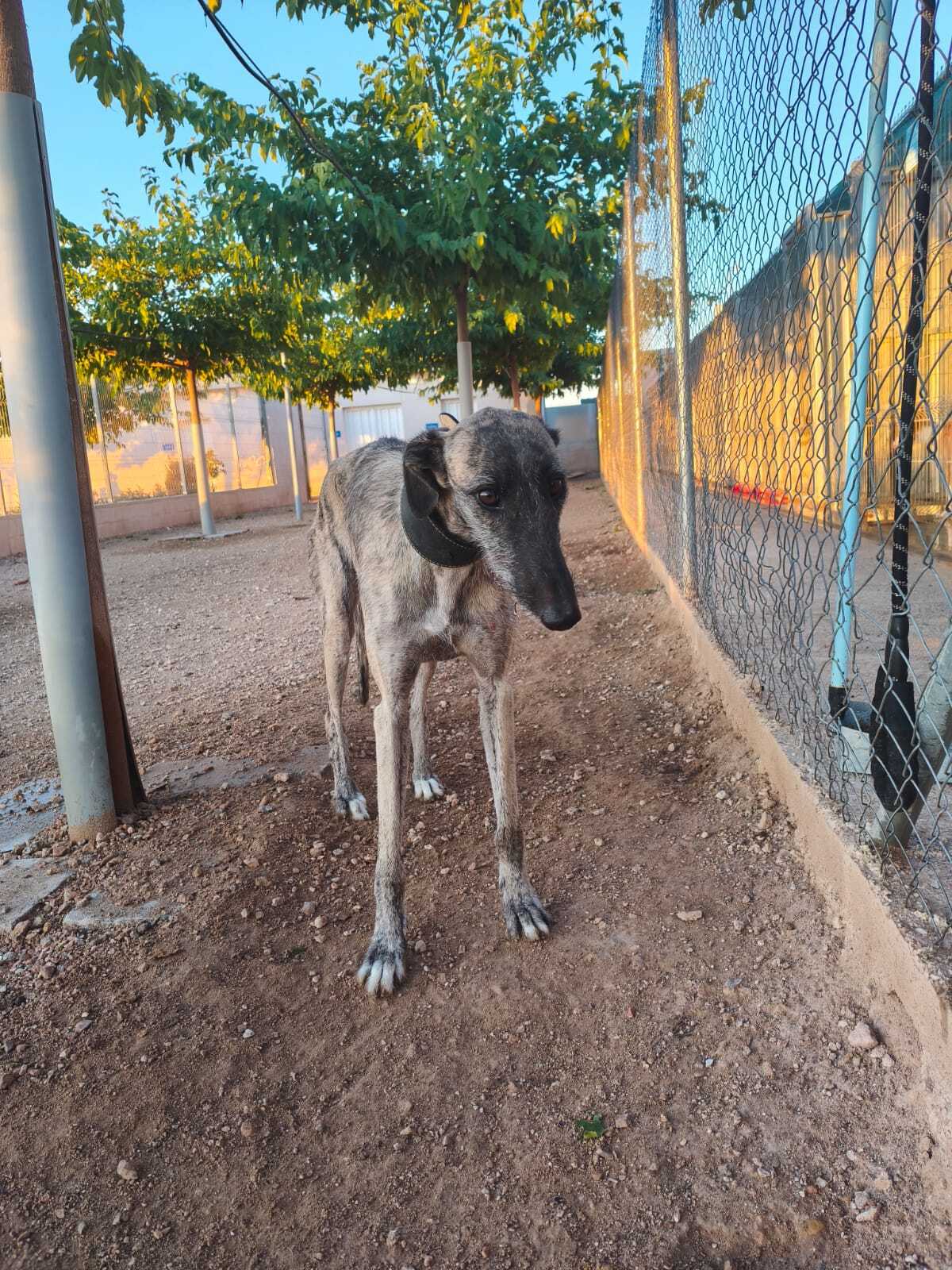Adoption Fanny