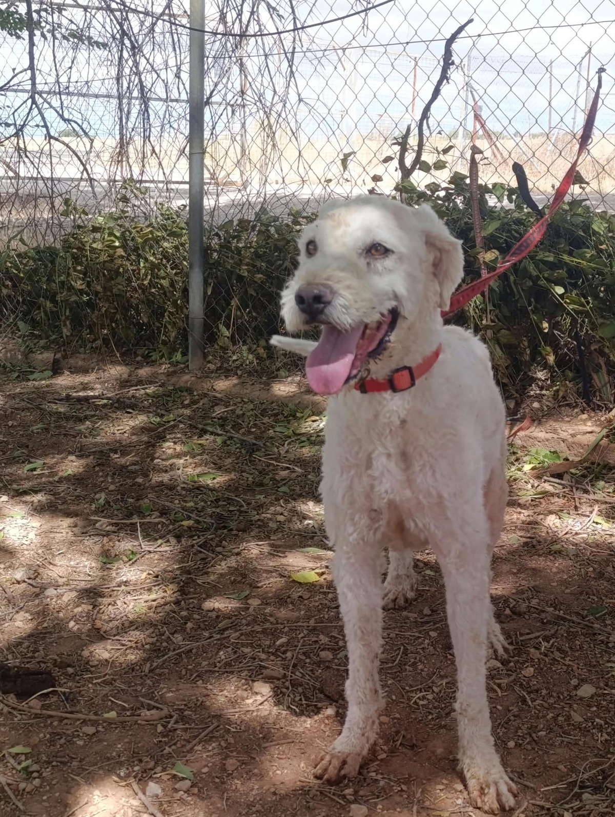 Adoption Toby