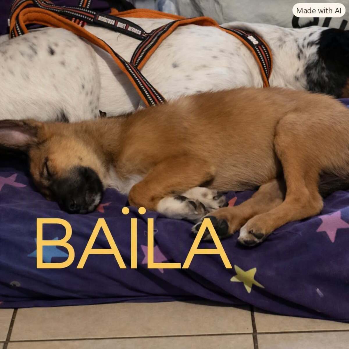 Adoption Baïla 