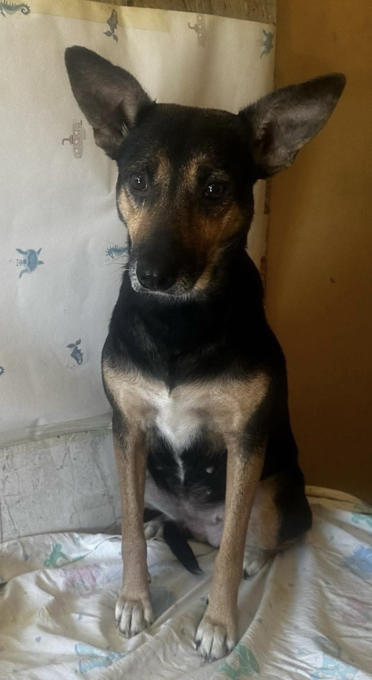 Adoption Iska