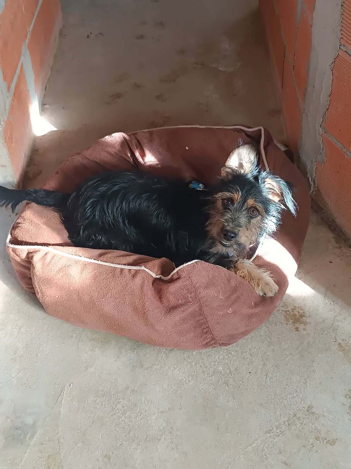 Adoption Blas