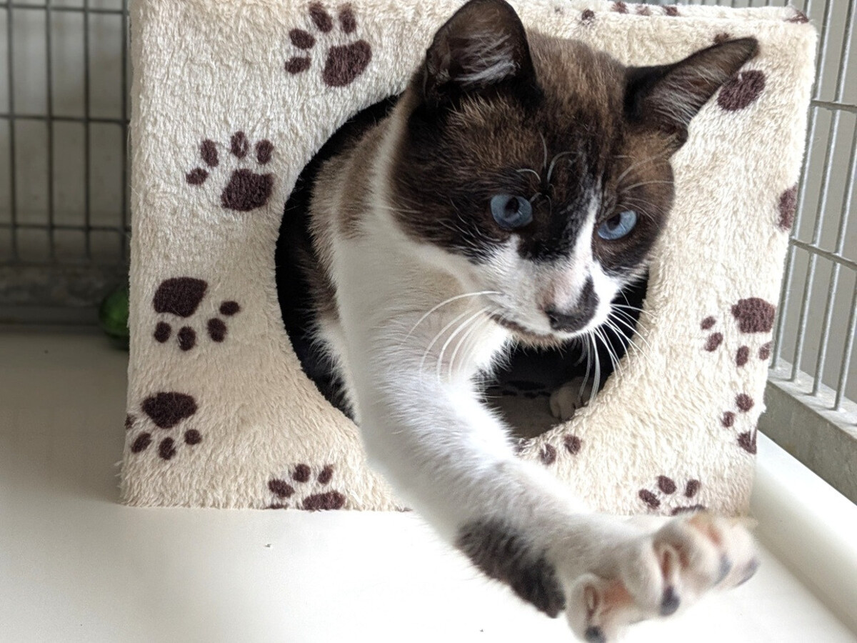 Adoption Aime