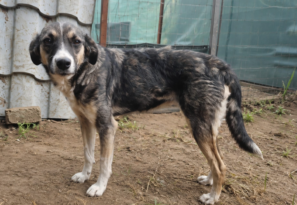 Adoption Amina