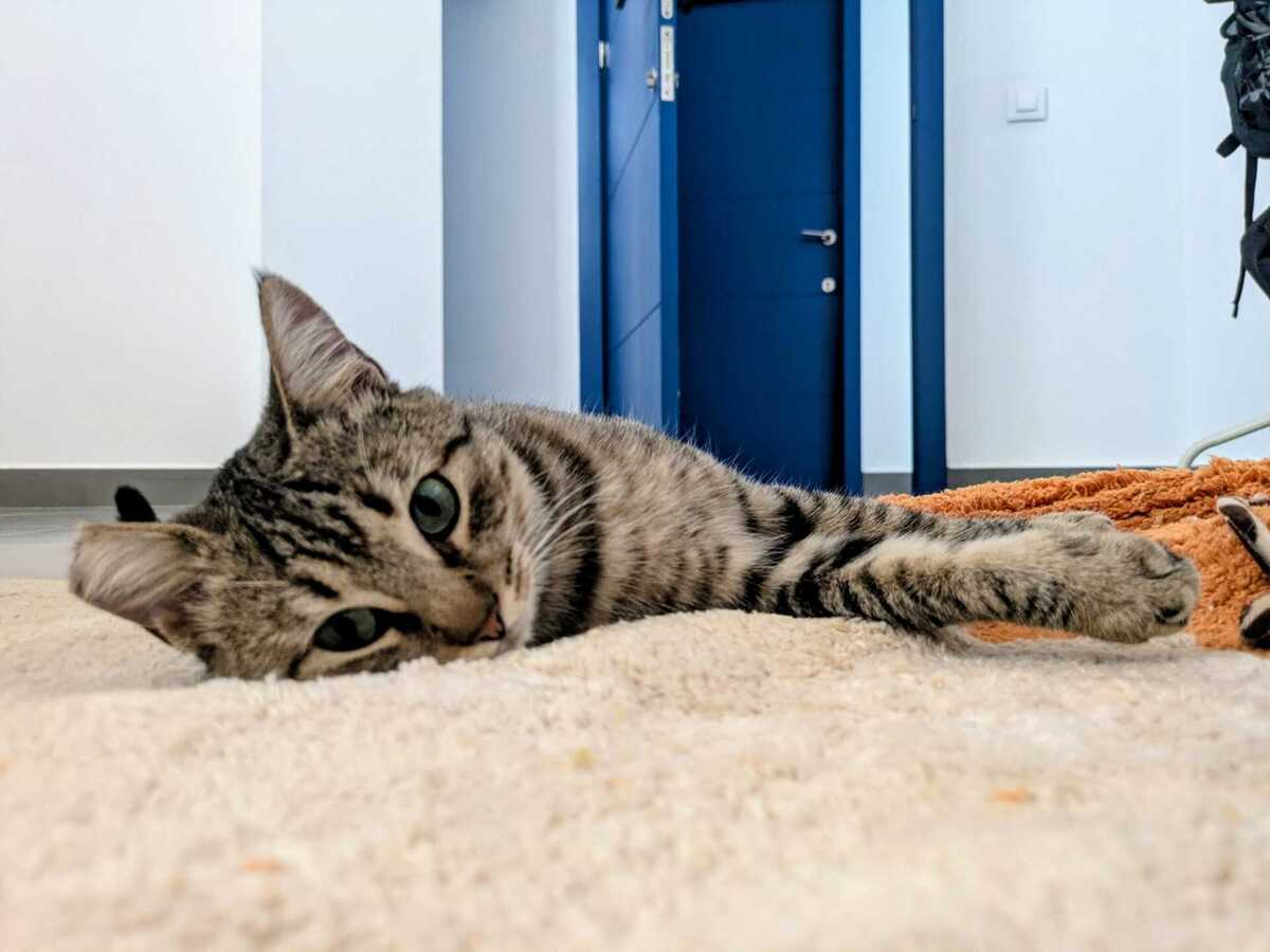 Adoption Romina