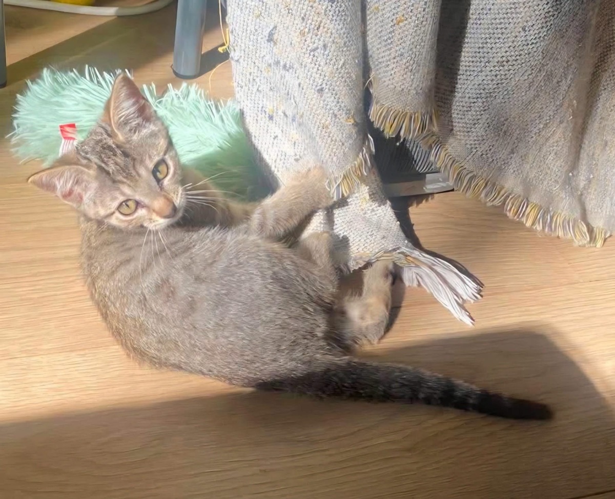 Adoption GOHANNA