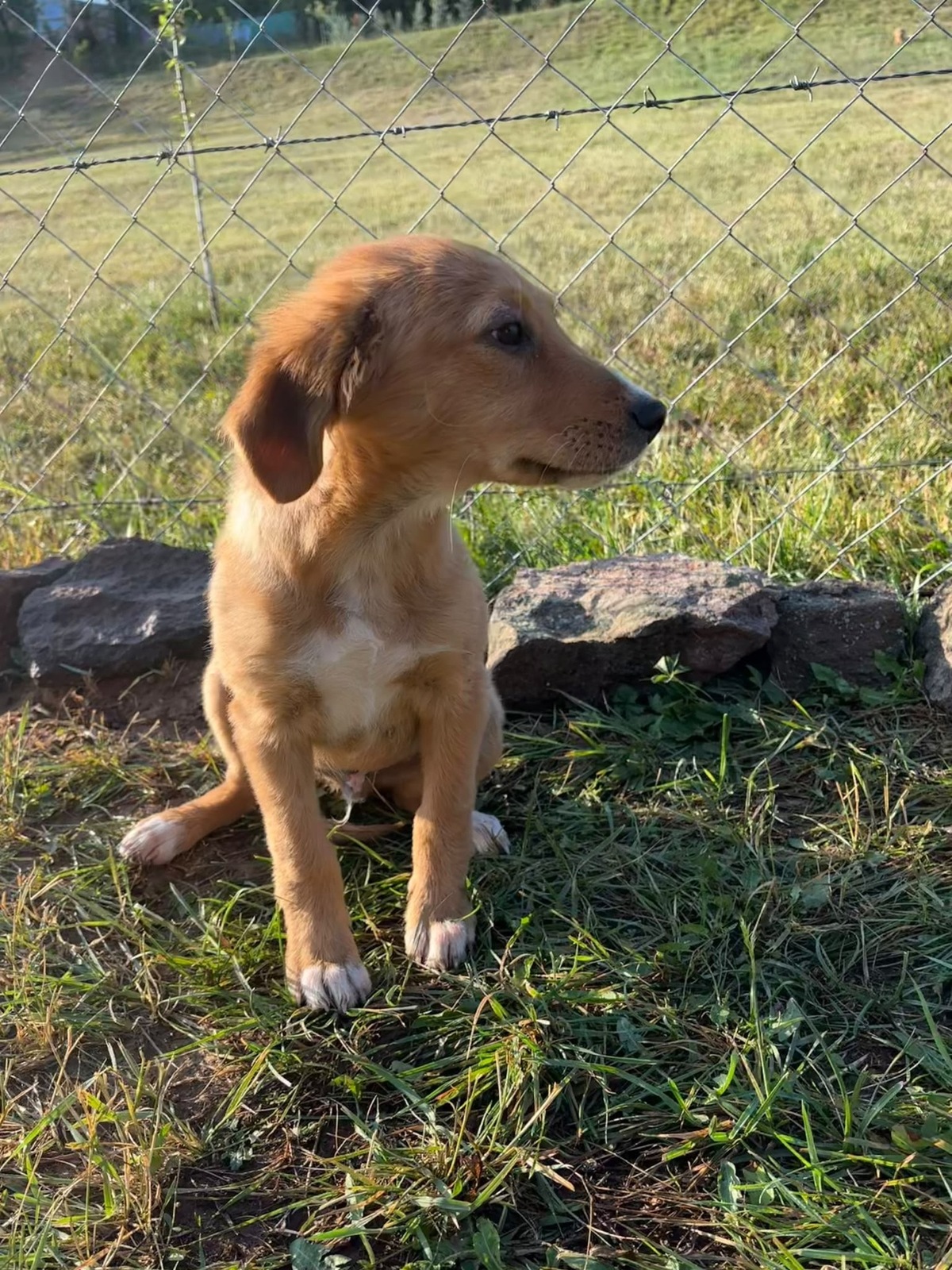 Adoption Lui