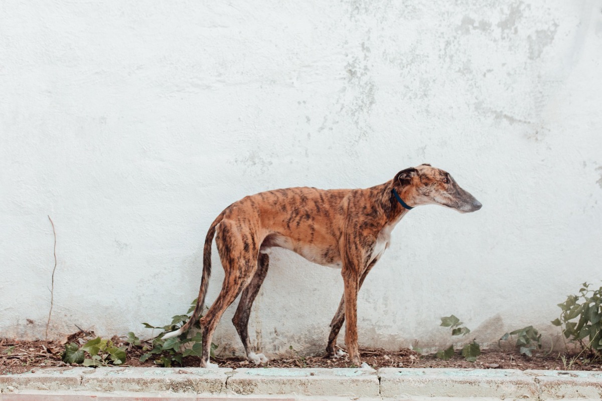 Adoption Juqueton