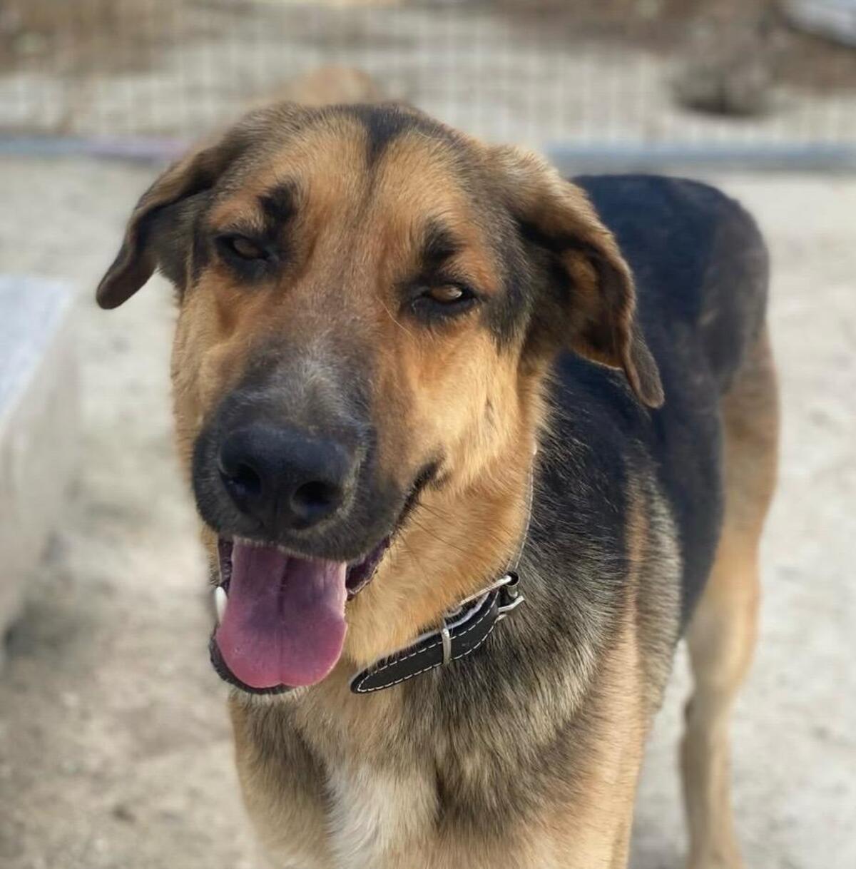 Adoption Max