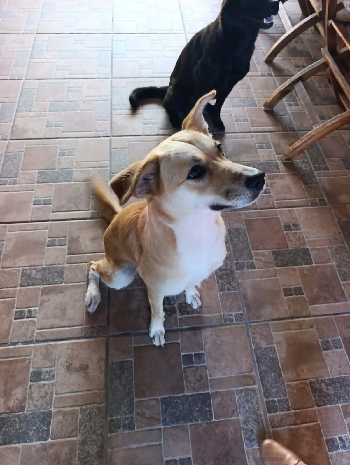 Adoption Canelle