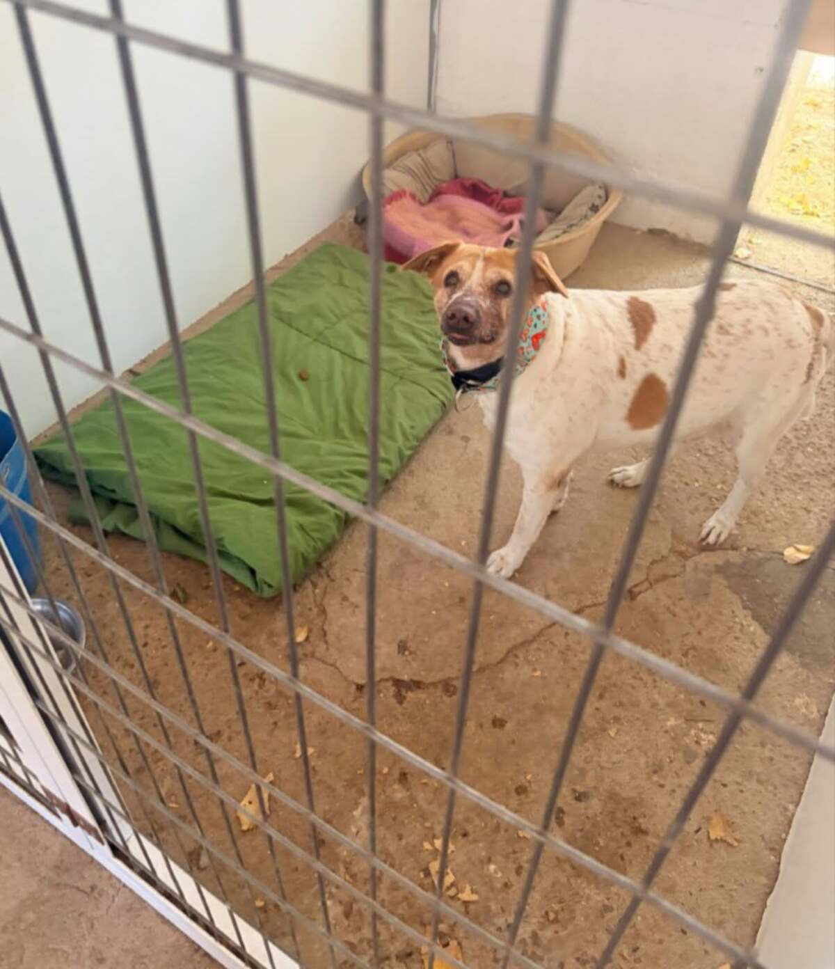 Adoption Panceta