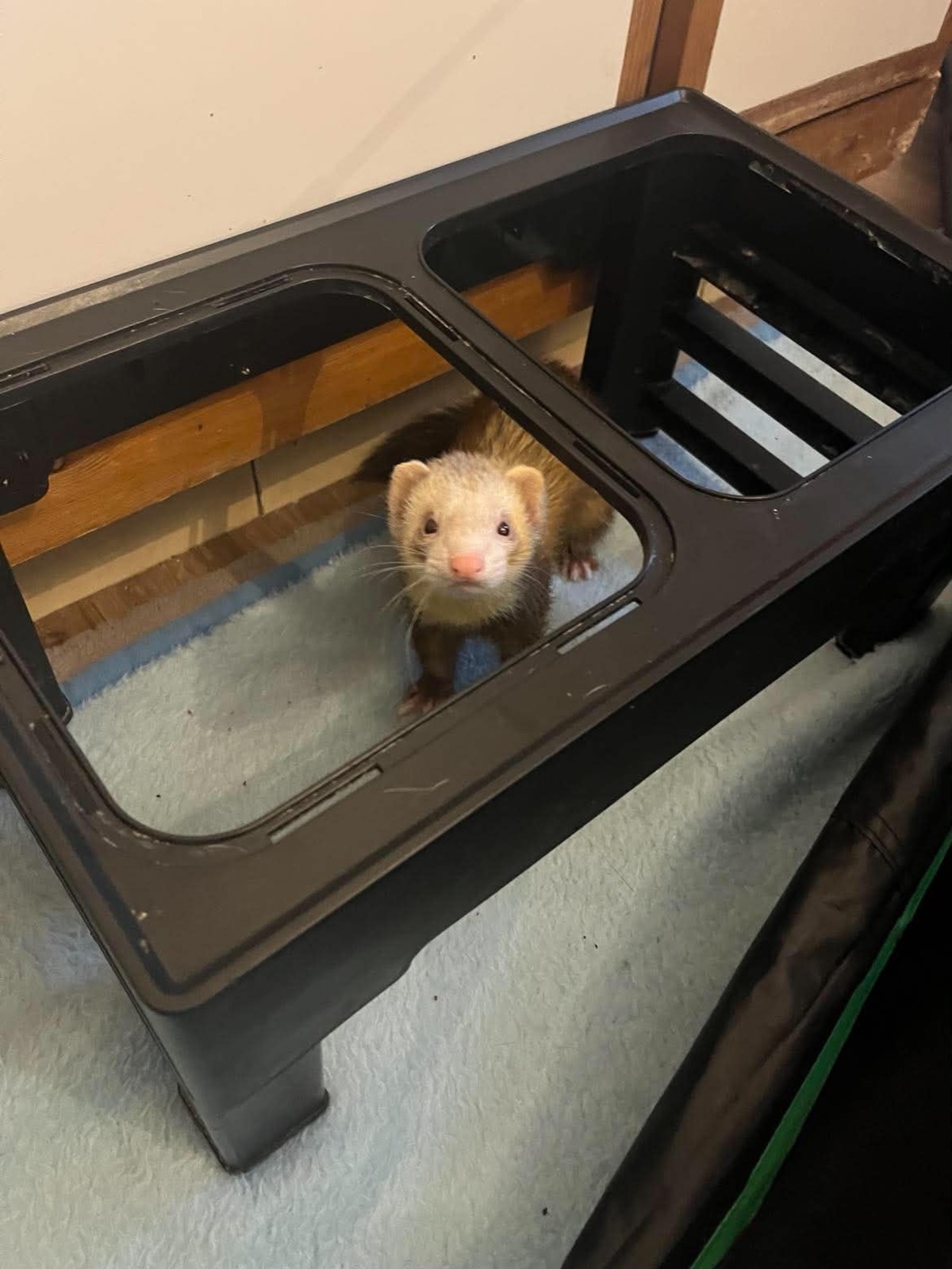 Adoption Tia
