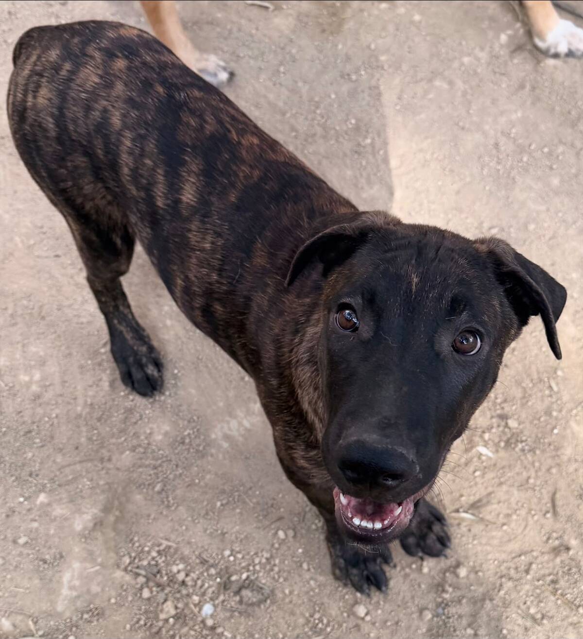 Adoption Bobby