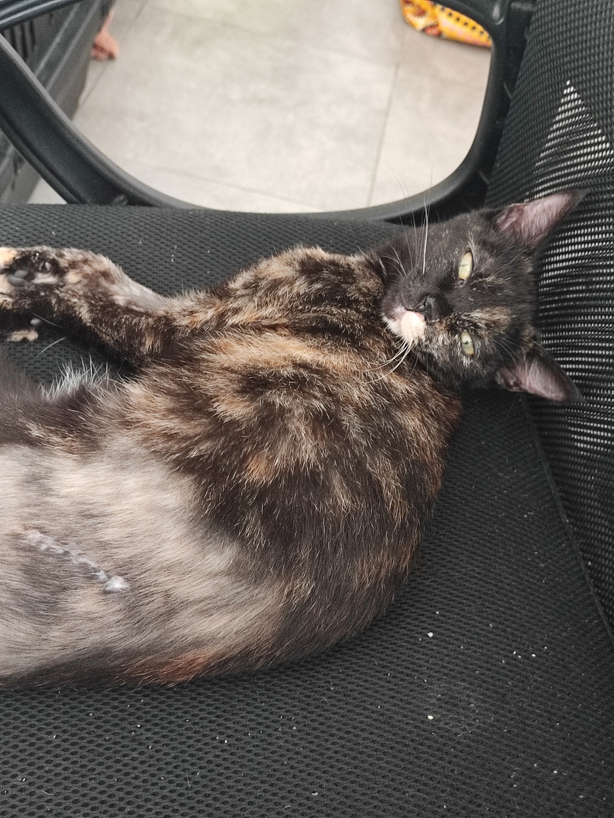 Adoption Merveille