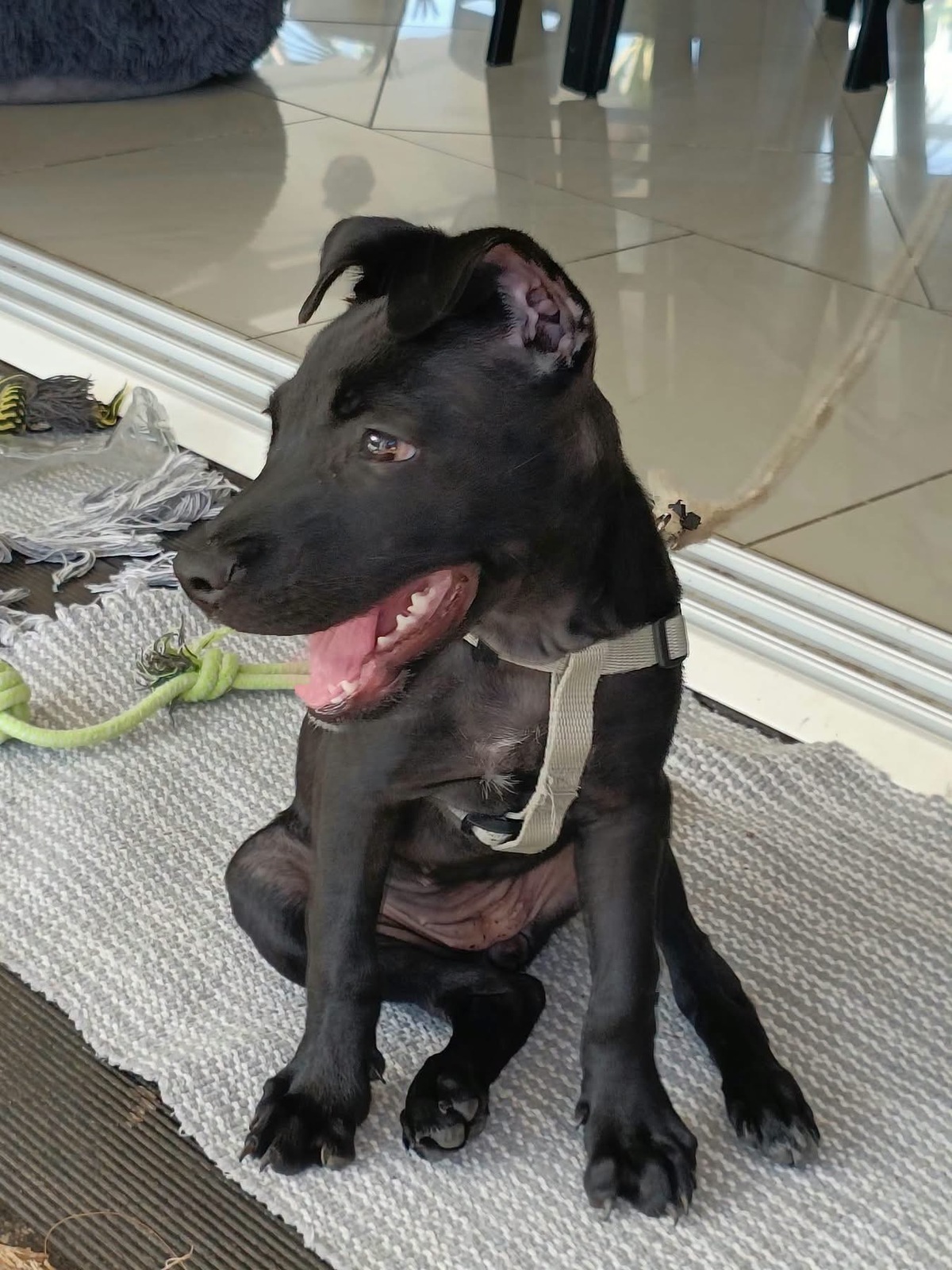 Adoption Lilou Pop