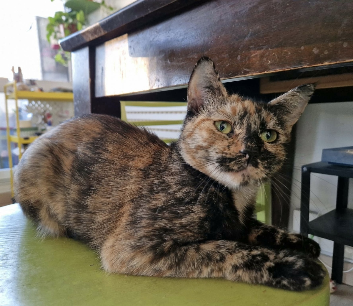 Adoption Zibeline