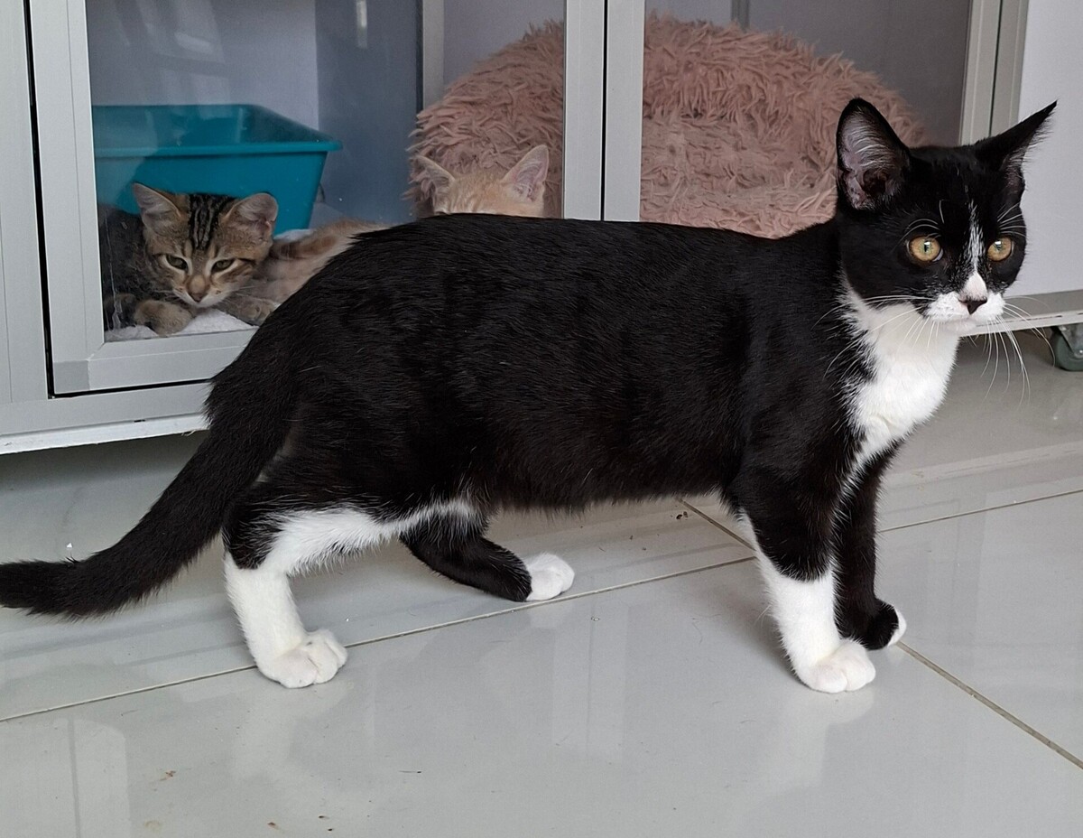 Adoption BAGNARD