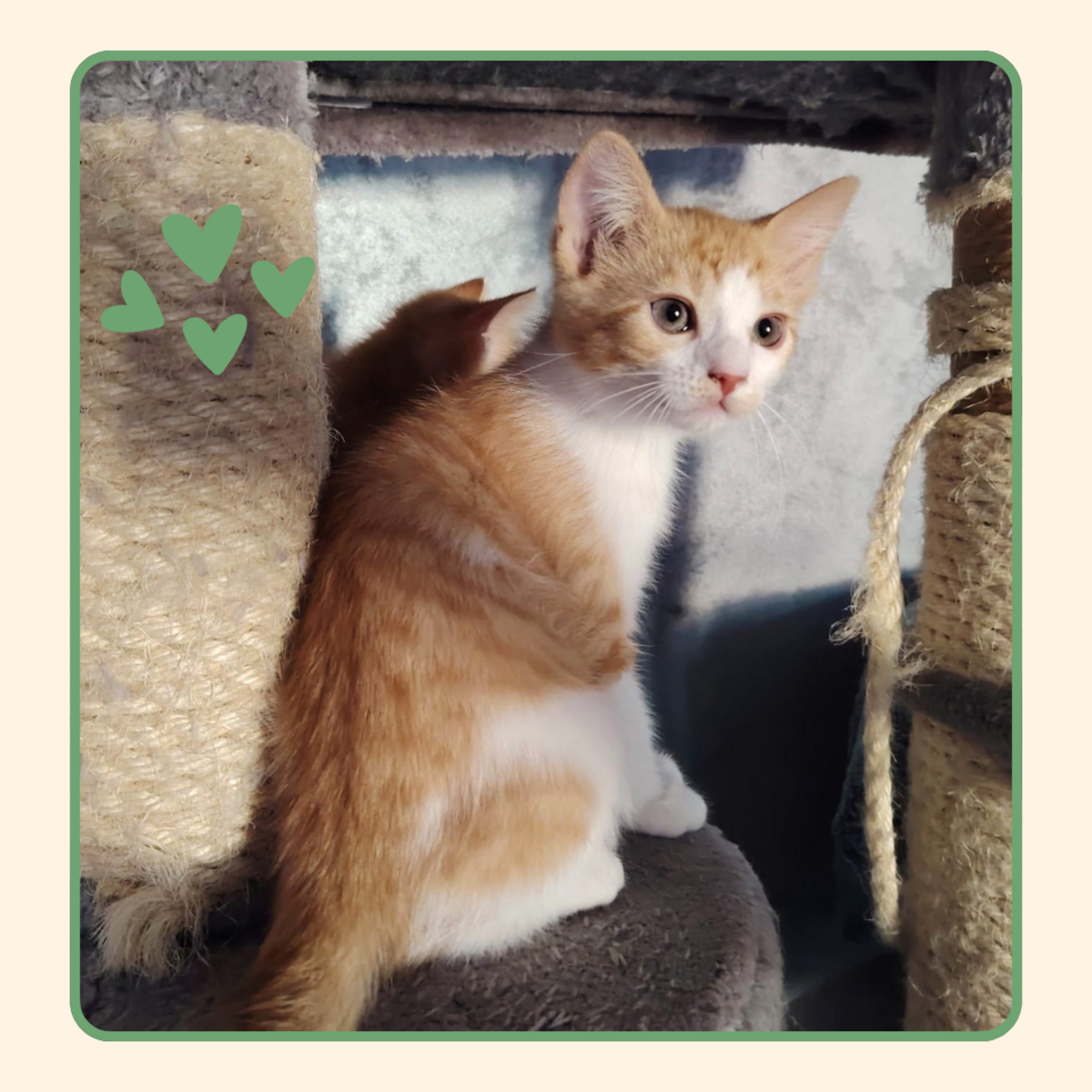 Adoption Aurore