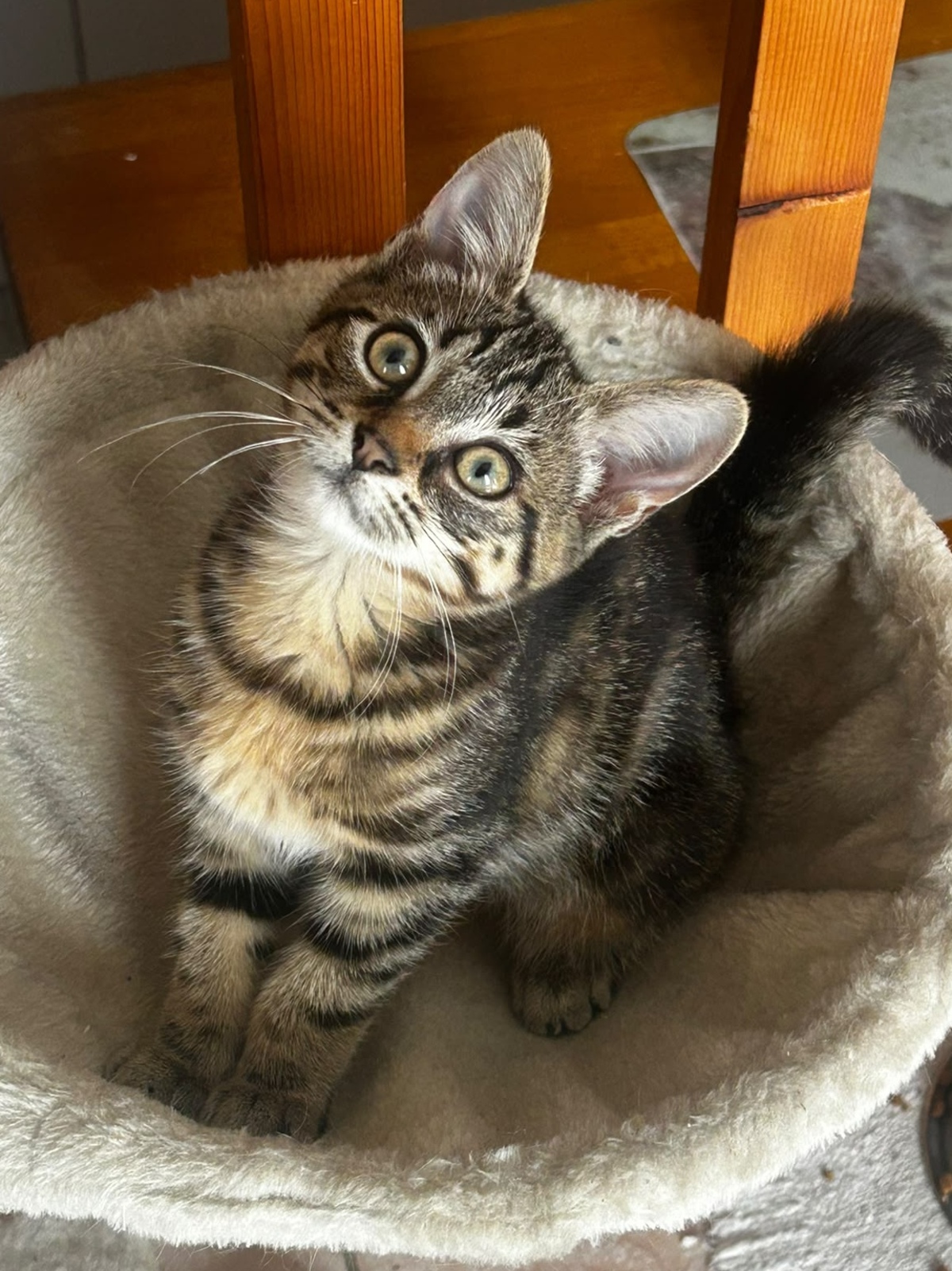 Adoption Nahia