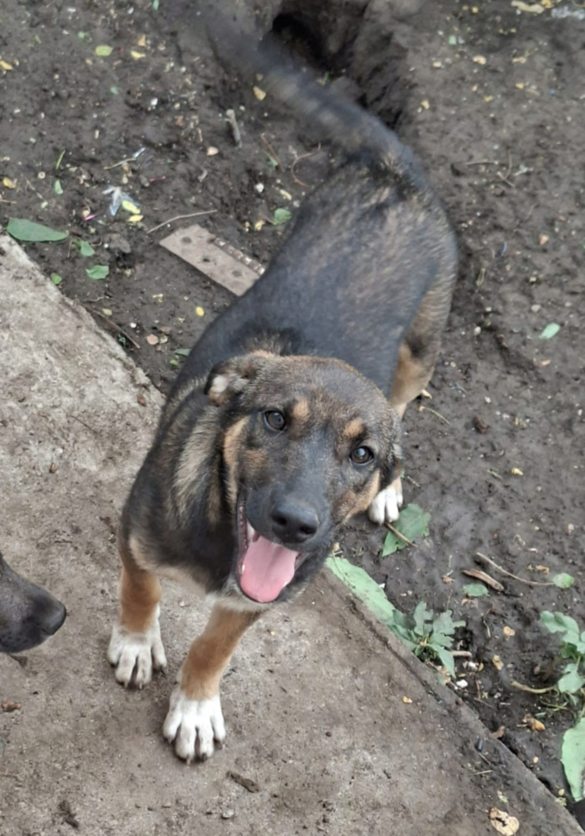 Adoption Immie