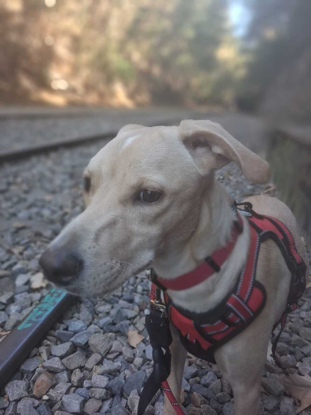Adoption Star