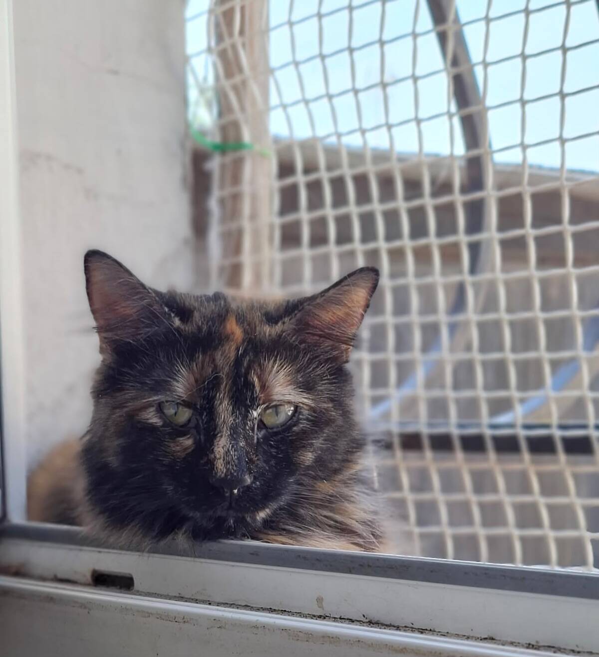 Adoption Nala
