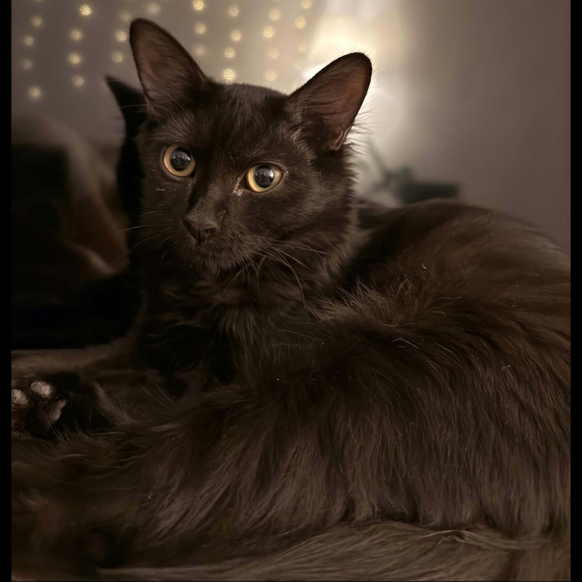 Adoption Tiana