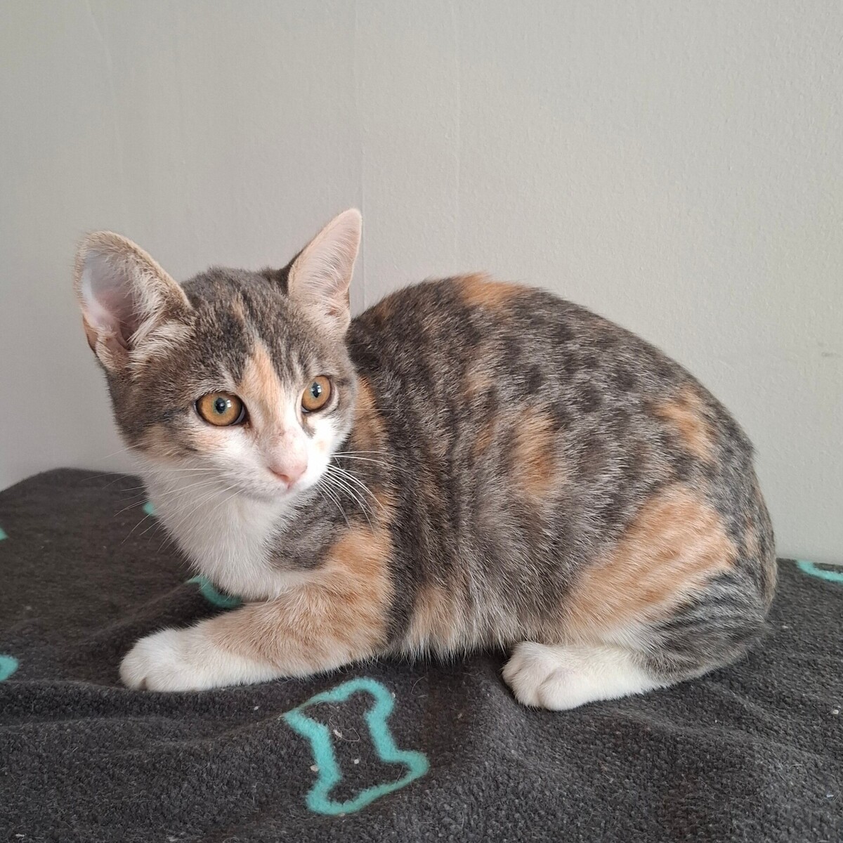 Adoption Betsi