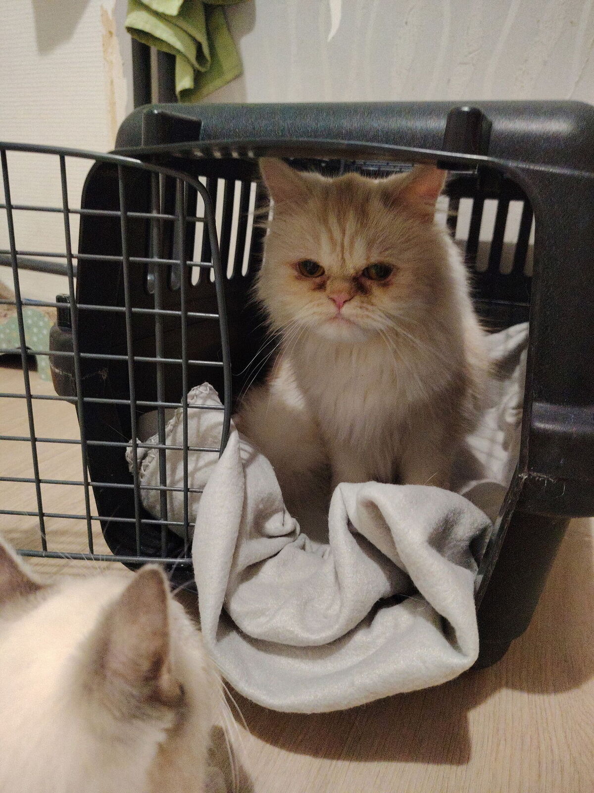 Adoption Lili
