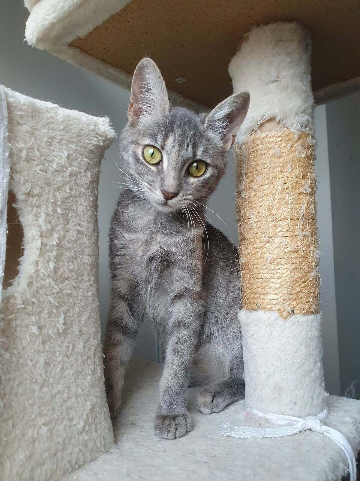 Adoption Pomponette