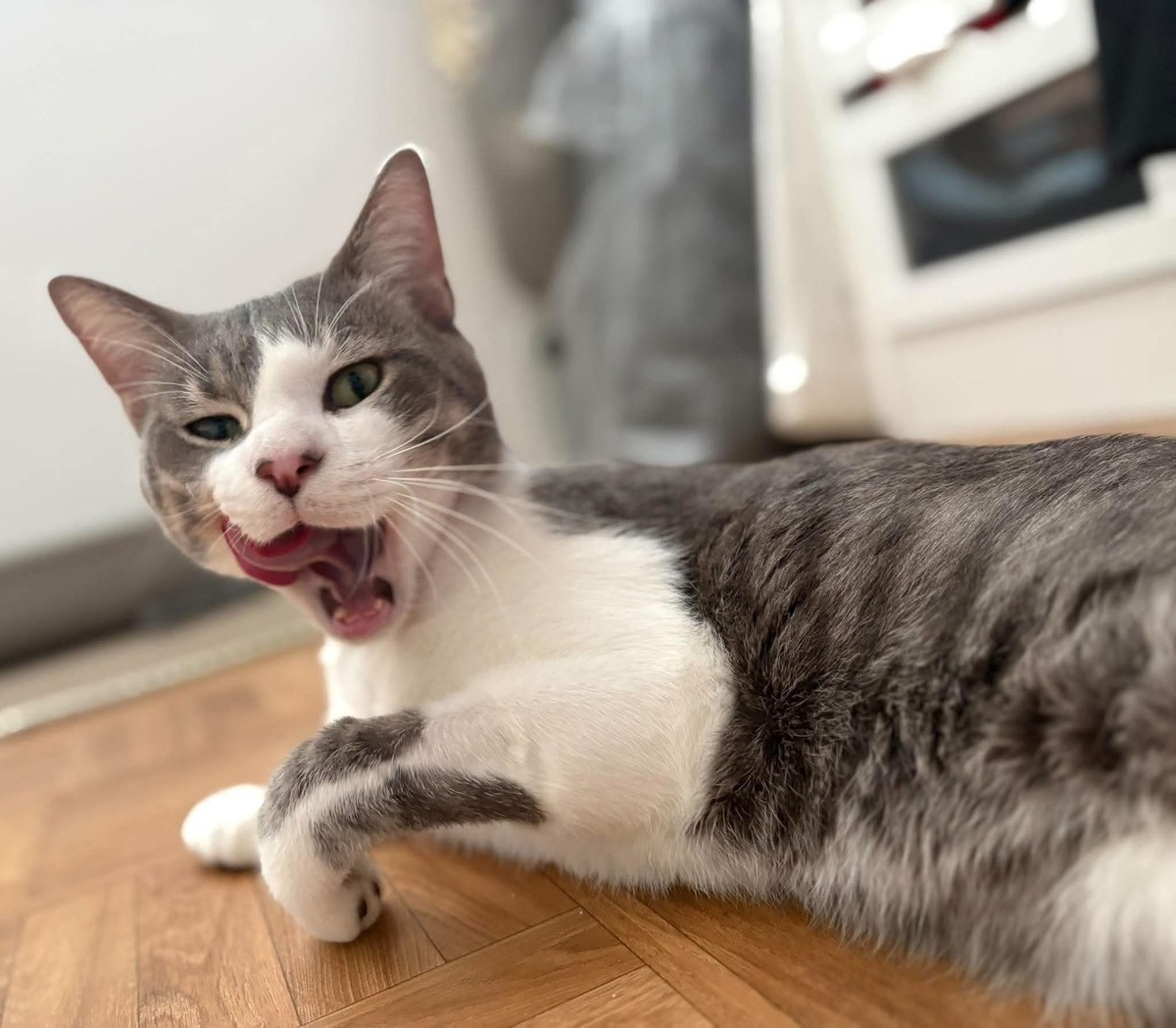 Adoption MIAOUSS