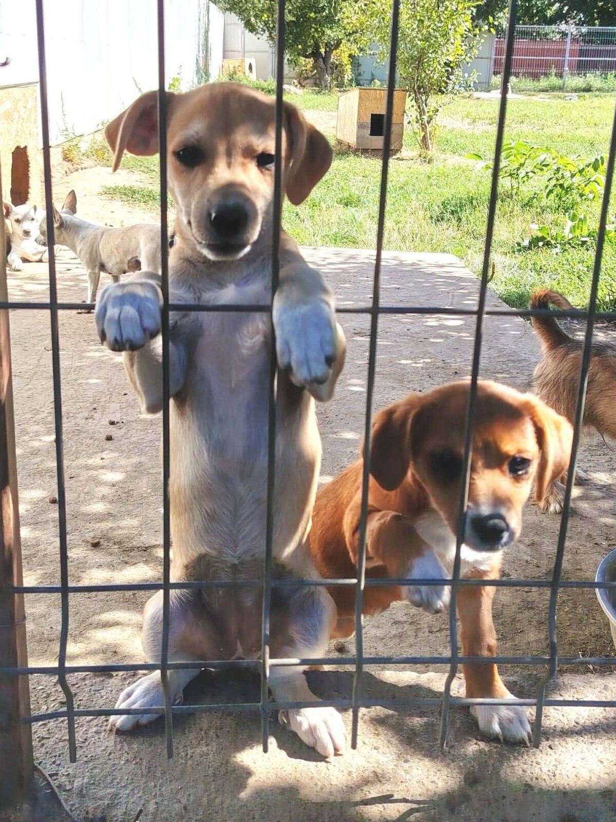 Adoption Umi