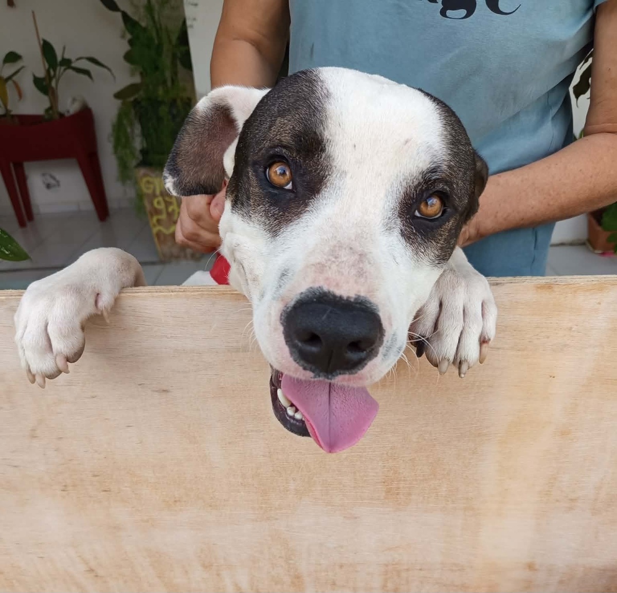 Adoption Tommy