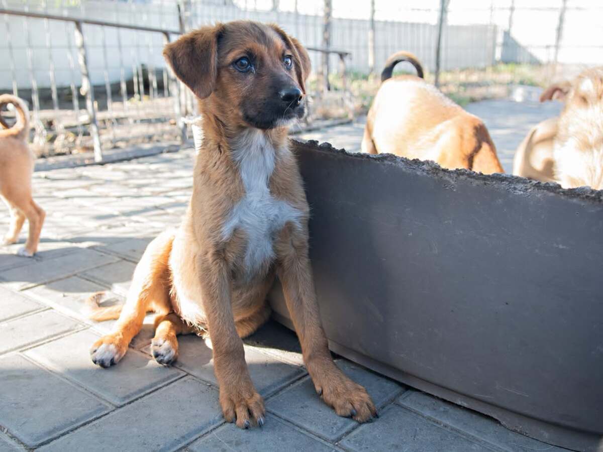 Adoption Jakarta