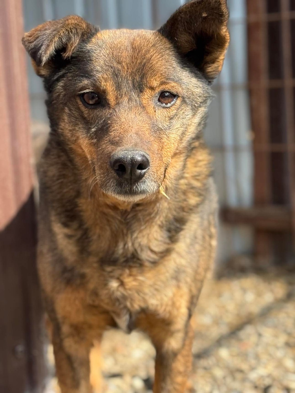 Adoption Kimi