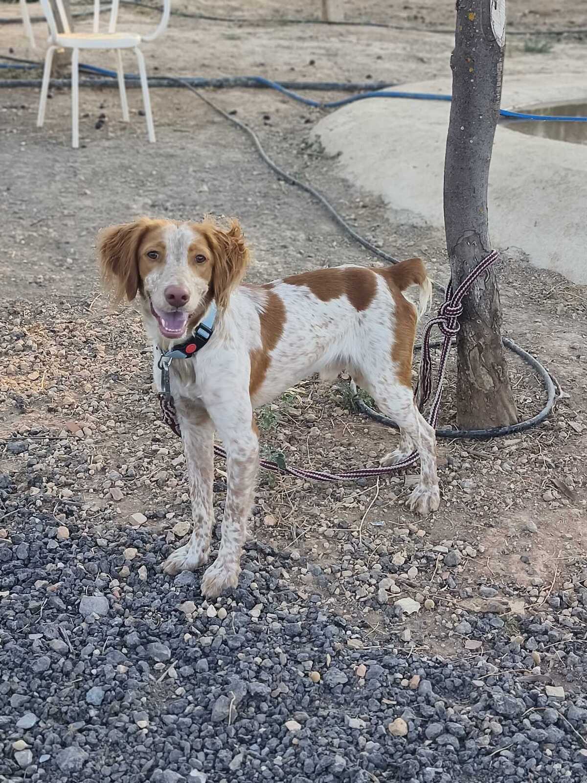 Adoption Scooby