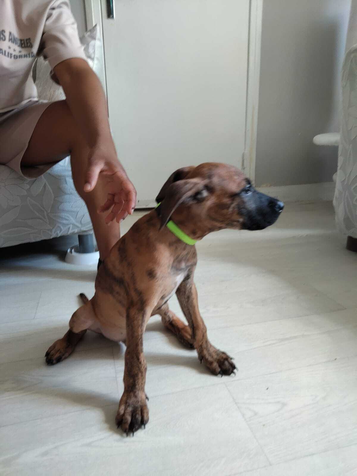 Adoption Junior 