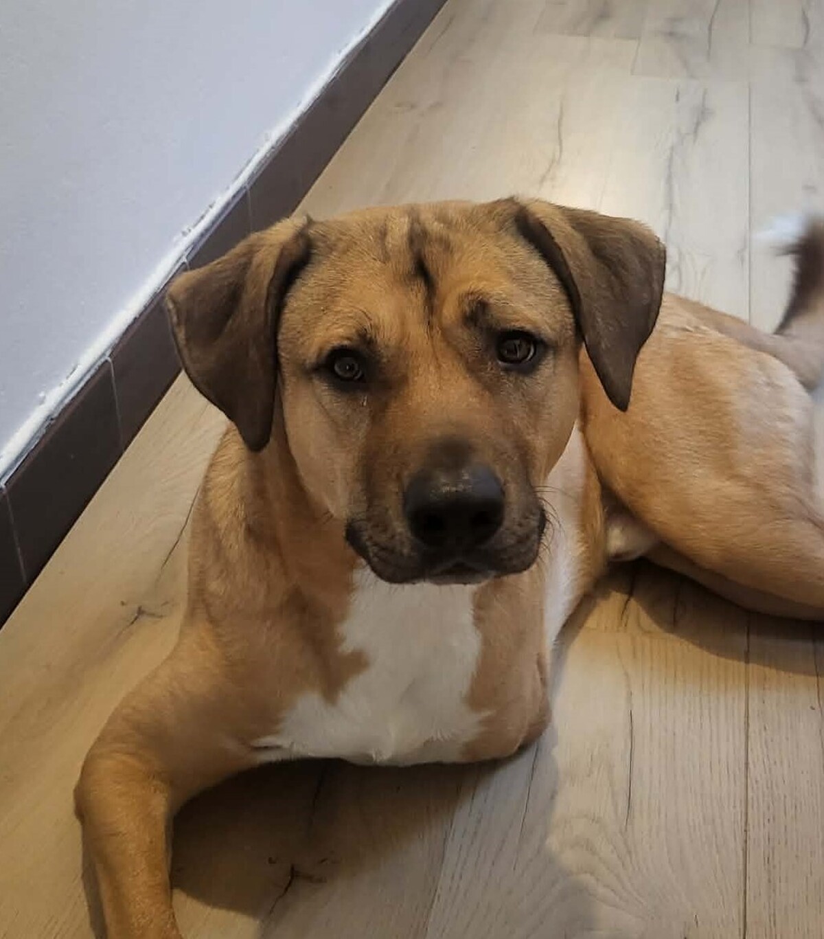 Adoption Oslo