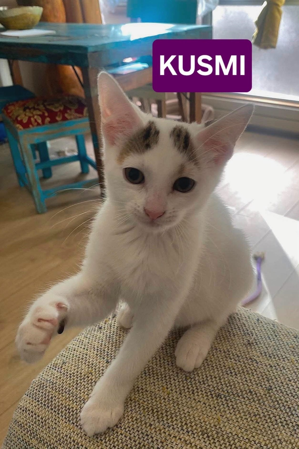 Adoption KUSMI