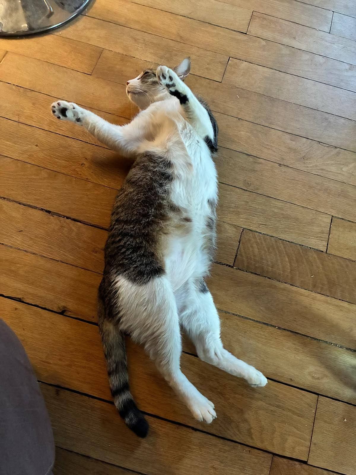 Adoption Mango