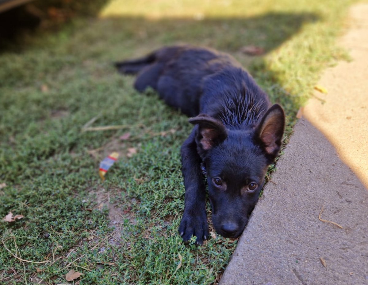 Adoption Liseli