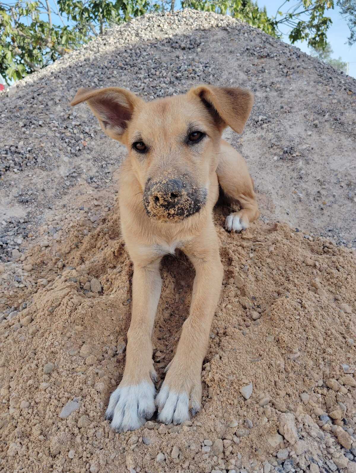 Adoption Cala