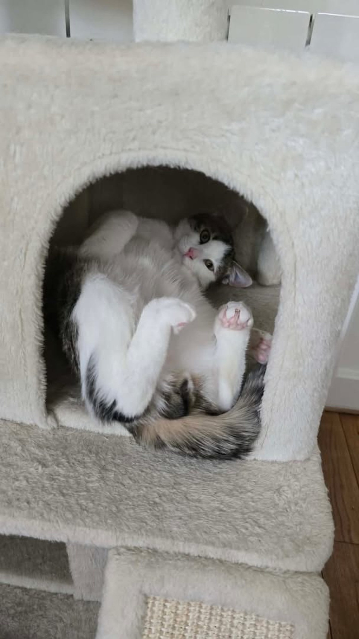 Adoption RODÉO 