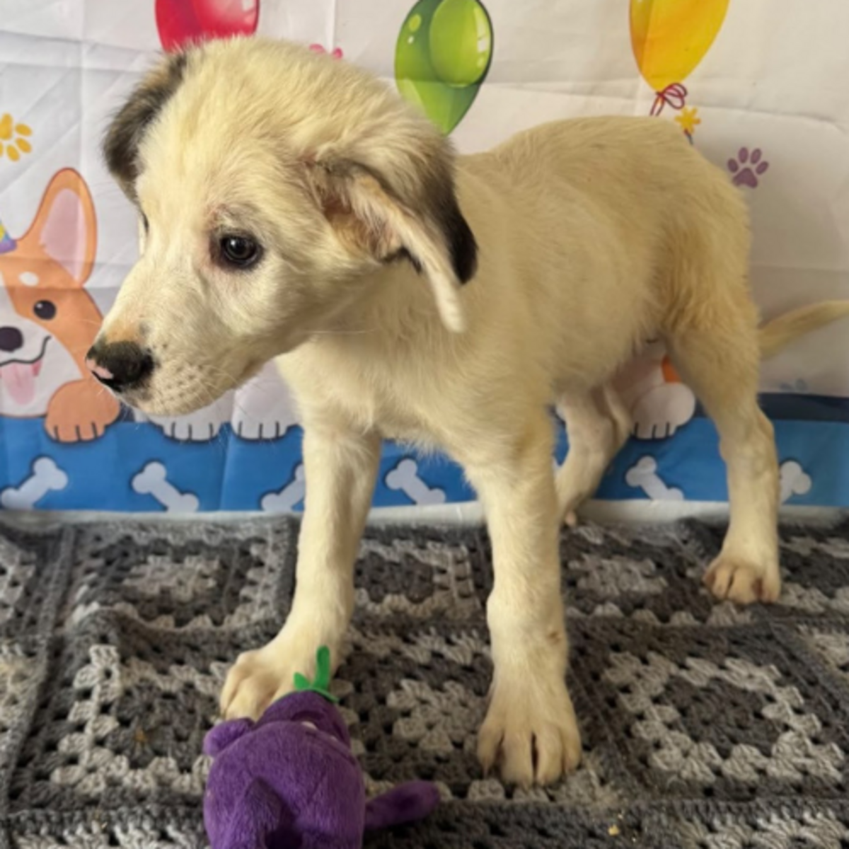 Adoption Cilaos