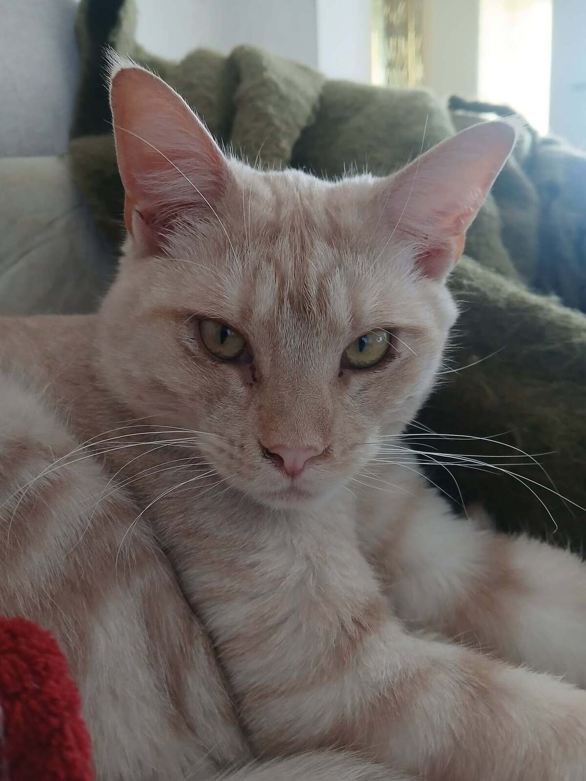 Adoption Wink