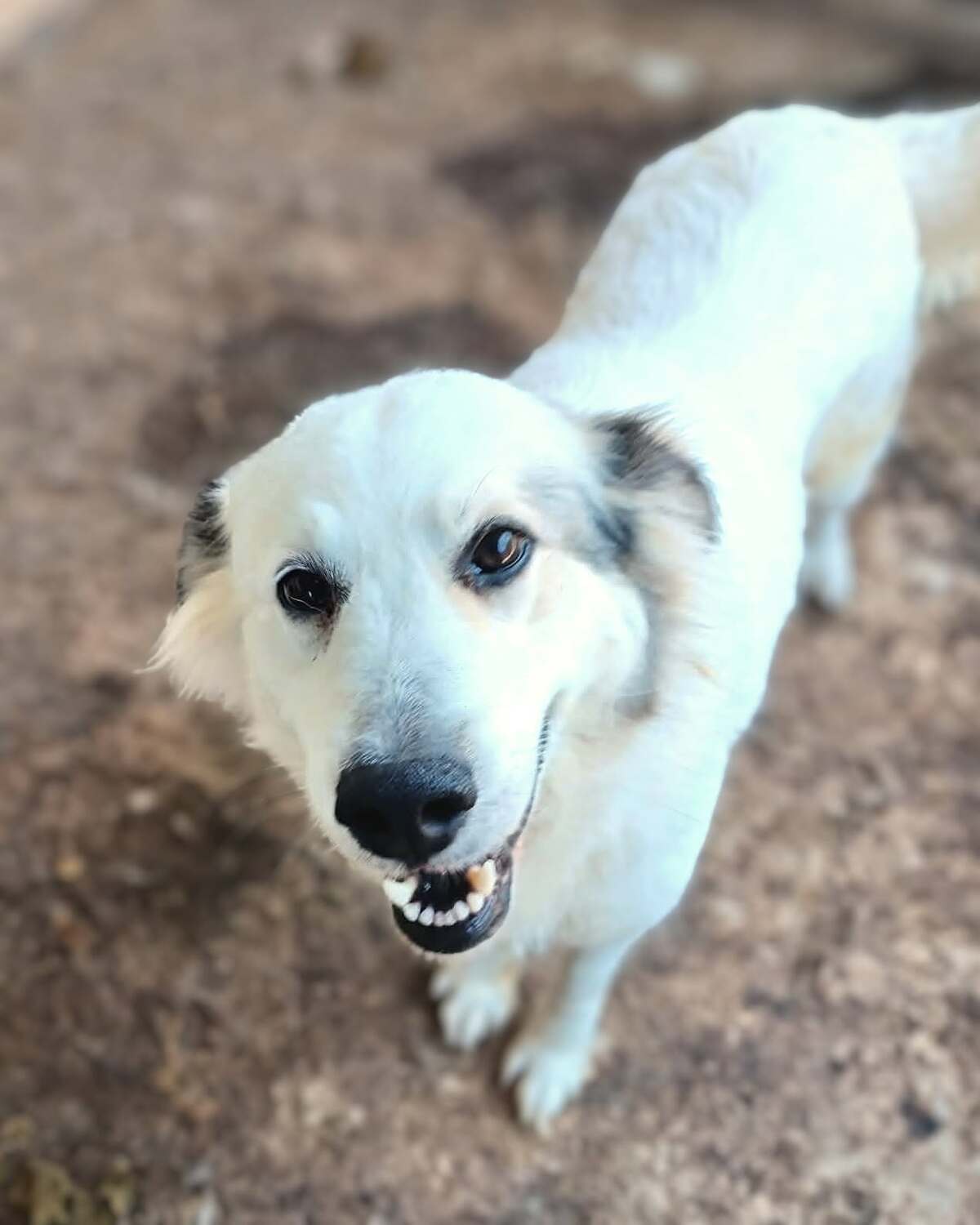 Adoption Nube