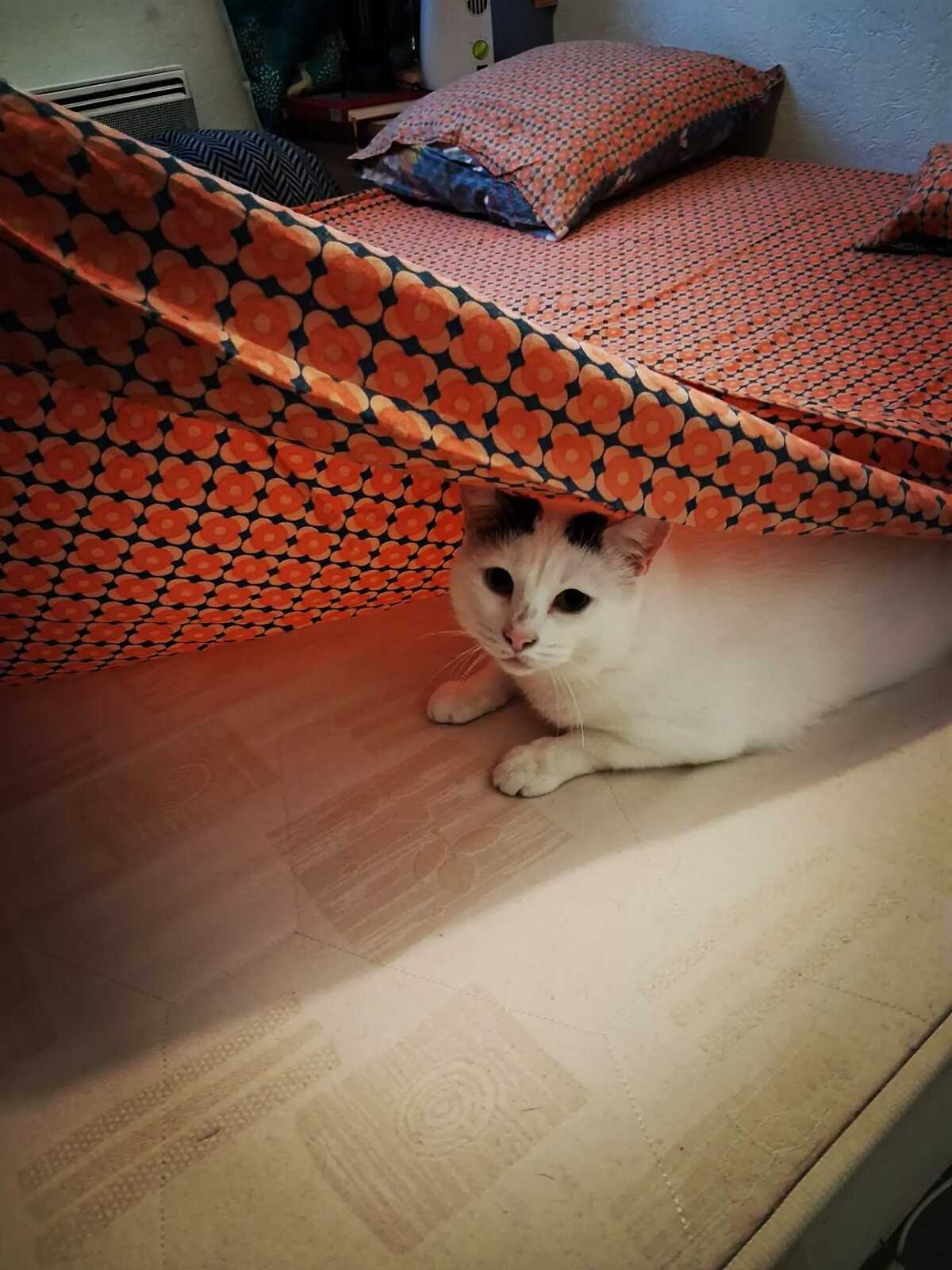 Adoption Mimi