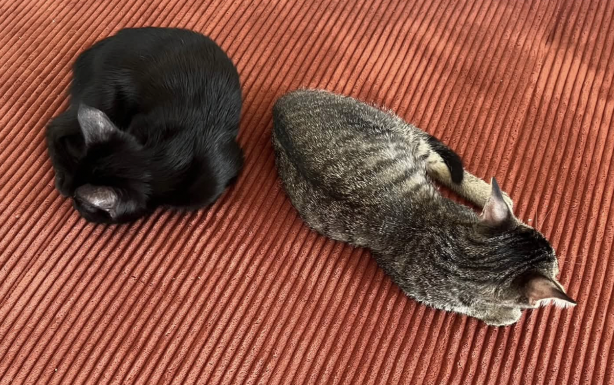 Adoption BLAKE ET BILLIE 