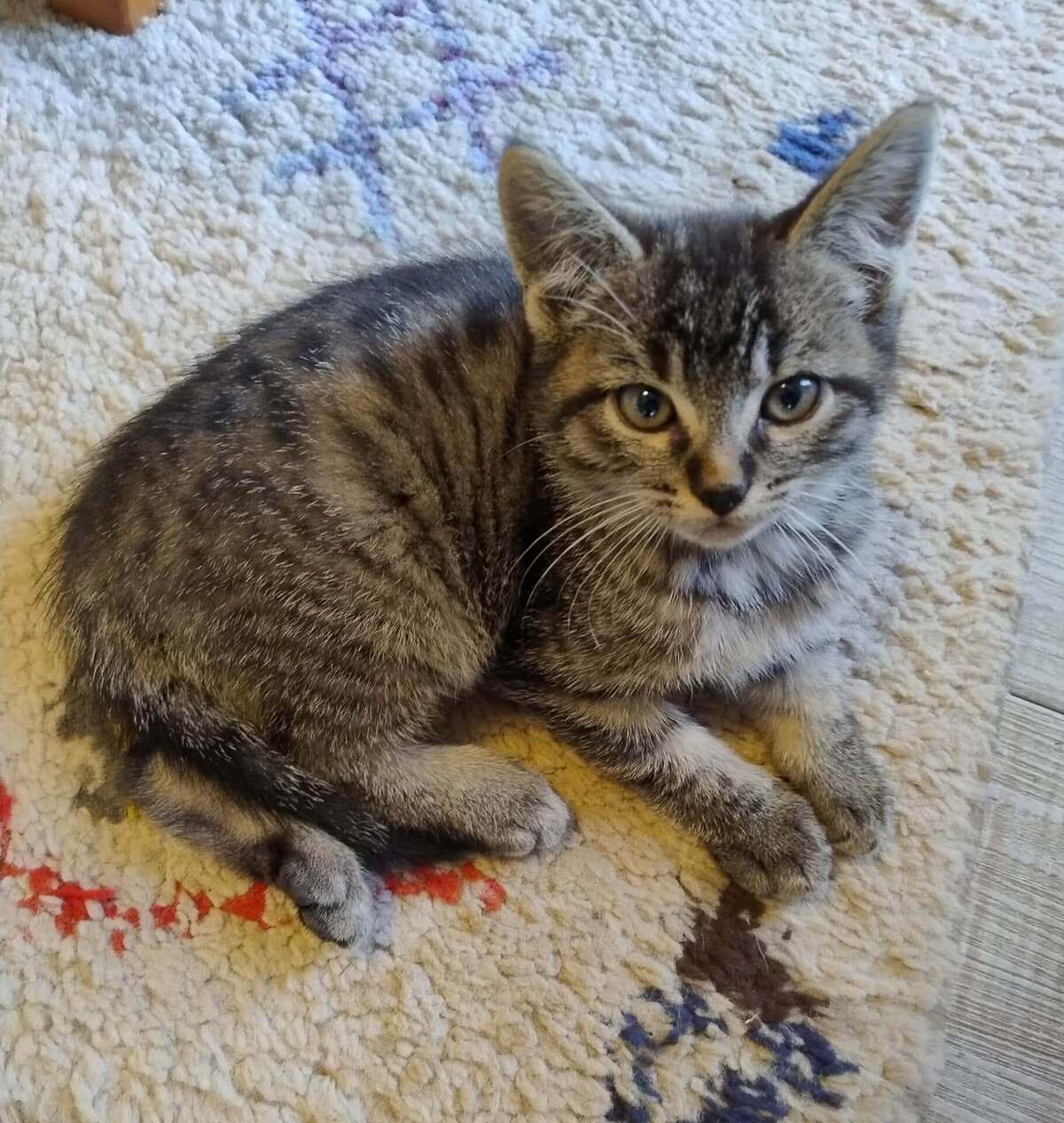 Adoption Berto