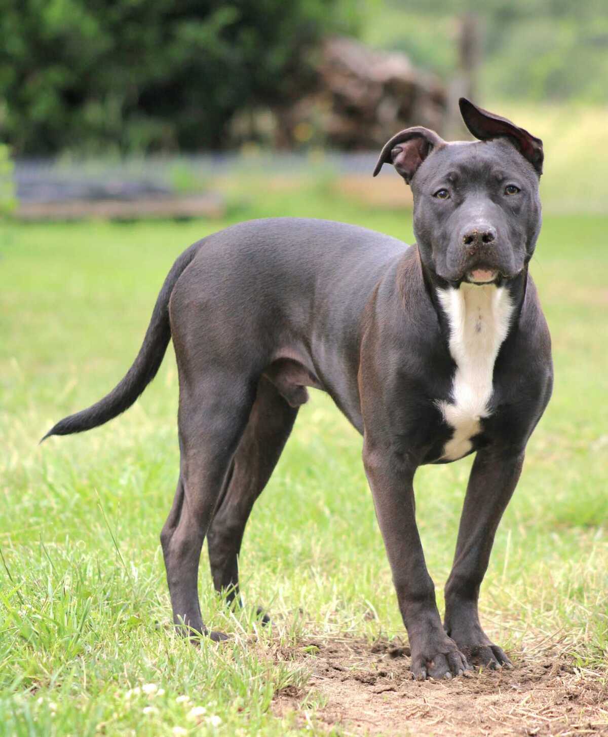 Adoption Daffy